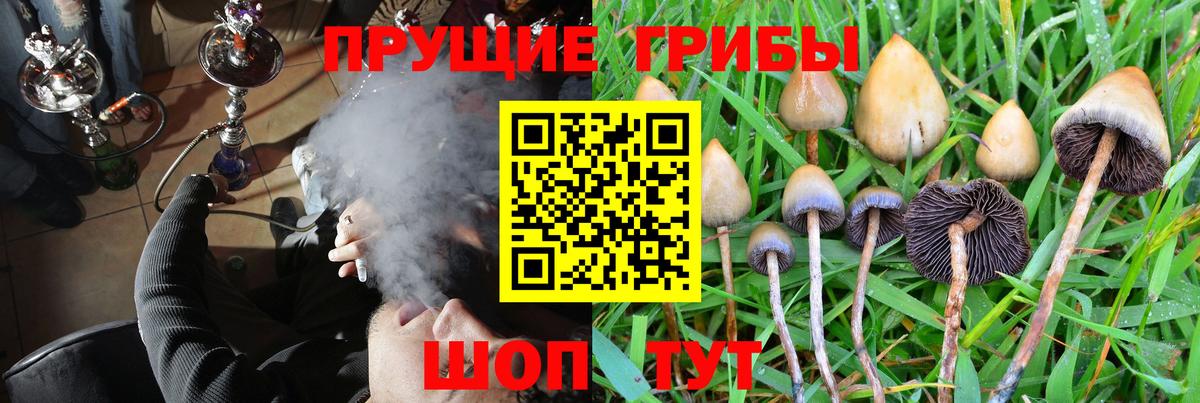 Галлюциногенные грибы Psilocybe  Псилоцибиновые грибы мицелий  Долгопрудный  Вход с VPN 